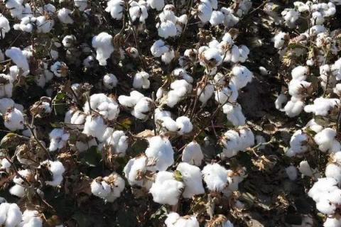 棉花种植条件