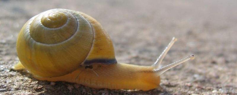 蜗牛的种类，蜗牛是软体动物吗