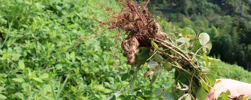 花生种植时间和生长期（河南花生种植时间和生长期）