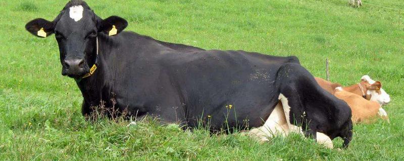 牛的胃分别叫什么，分别有什么功能
