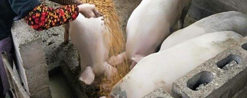 酒糟喂猪好吗，如何正确饲喂 猪喂酒糟注意事项