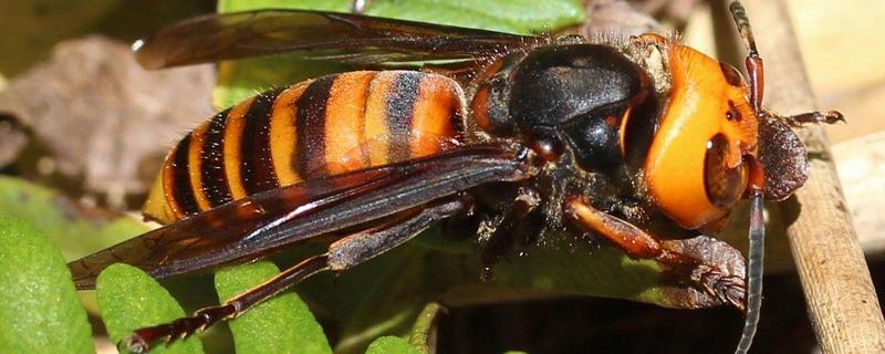 虎头蜂和马蜂的区别，附虎头蜂简介 虎头蜂与马蜂的区别