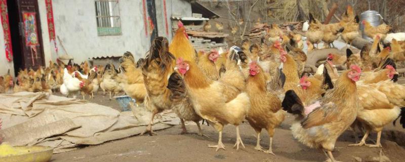 现代养鸡业鸡种包括（现代养鸡业鸡种包括什么性和什么性）
