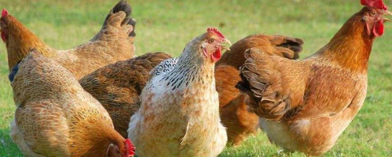鸡一般能长多大，附鸡的喂养方法（鸡能长多少斤）