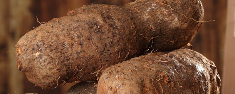 山药无土悬空种植技术,套管是关键