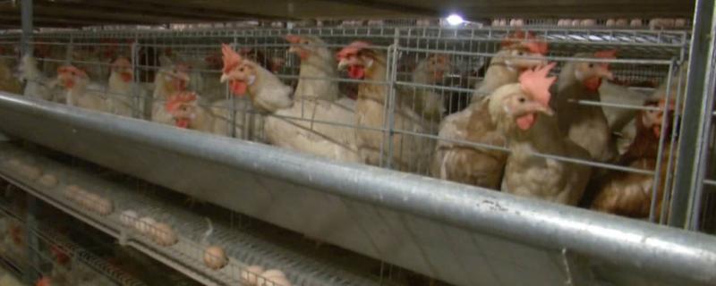 鸡舍消毒方法，多久消毒一次 养鸡多久消一次毒
