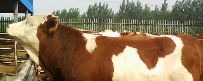 纯种西门塔尔牛的特征，怎么挑选 纯种西门塔尔牛图片视频