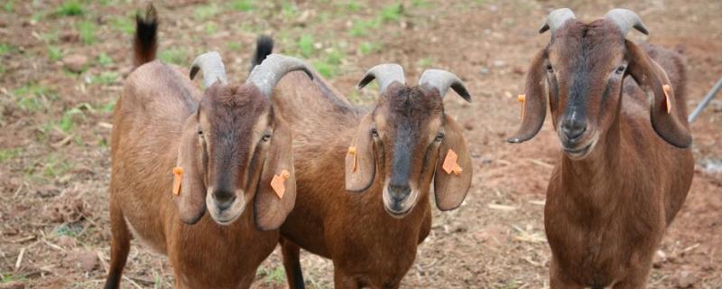 大耳羊的习性，大耳羊是什么品种 大耳羊有几种