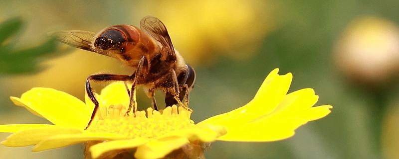 蜜蜂种类，蜜蜂蜇了如何处理 被蜜蜂蜇了有什么办法