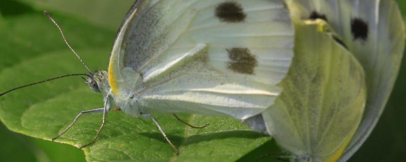 菜粉蝶的一生四个过程，属于什么科 菜粉蝶有哪些种类