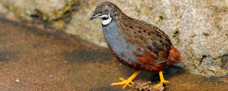芦丁鸡味道大吗,和普通鸡的区别 芦丁鸡臭么