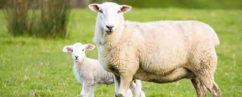 母羊下羔后如何喂料，羊一胎几只 母羊下羔后怎么喂