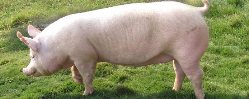 母猪产前不吃食的原因，母猪快生产时有哪些症状