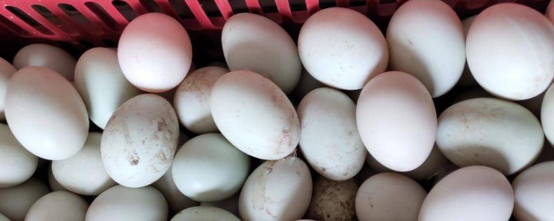 野鸭蛋怎么人工孵化，多少天出小鸭 野鸭蛋人工孵化多少温度