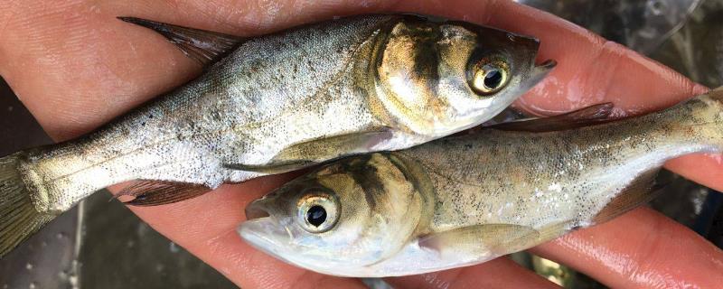 鳙鱼最大能长多大,鳙鱼和鲢鱼的区别