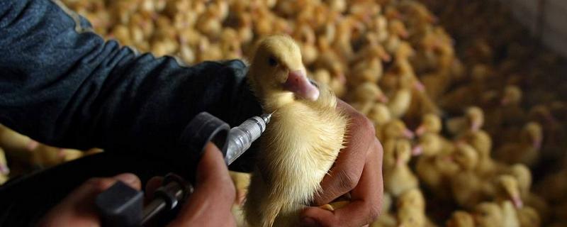 小鸭子怎么养，要保温几天（小鸭子冬天怎么保温）