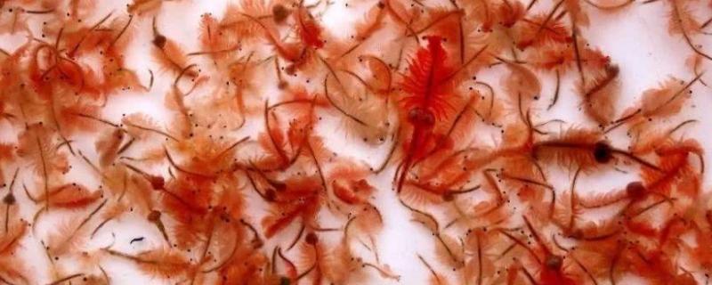 孵化丰年虾温度20度能成功吗，丰年虾的特征