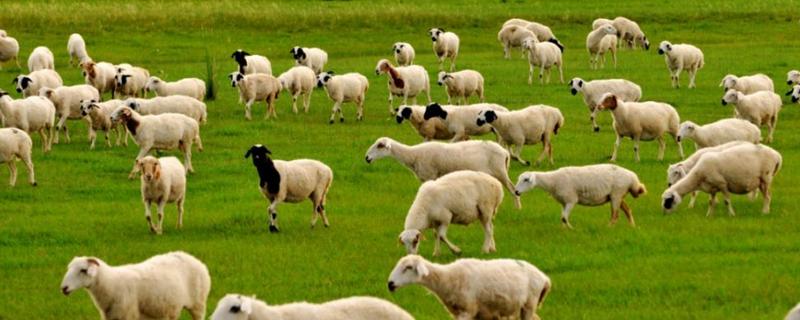 羊的介绍和特点，羊是群居动物吗（羊是群居动物吗?）