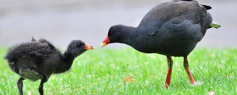 黑水鸡吃什么，可以长到多少斤 黑水鸡吃什么?