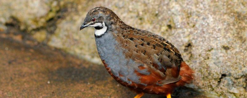 芦丁鸡颜色几种,芦丁鸡属于什么品种