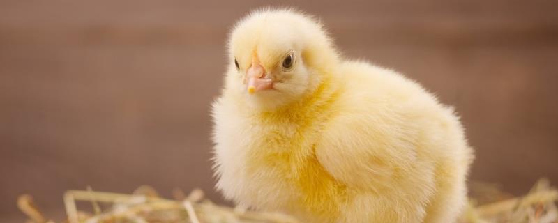 小鸡能吃大米吗，如何喂养长得快 小鸡能吃大米吗,如何喂养长得快点