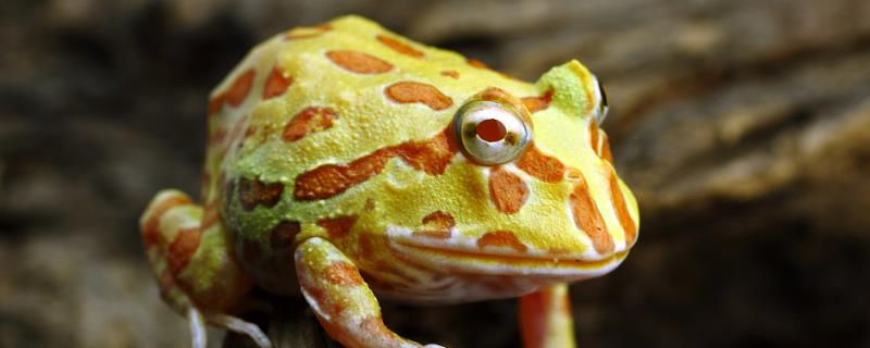 角蛙怎么分公母，它是闭眼睡觉的吗（角蛙如何判断公母）