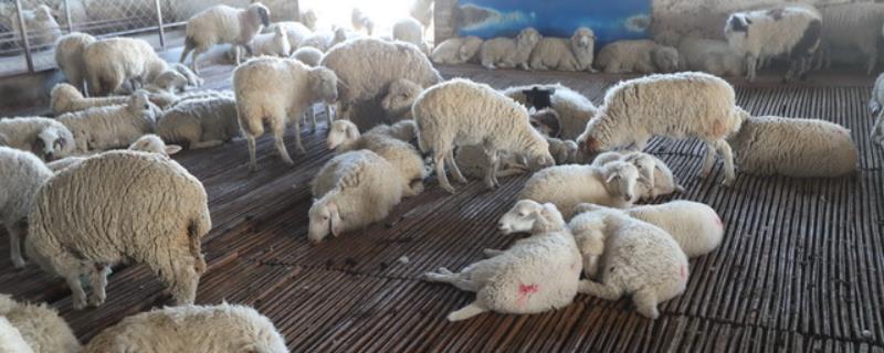 羊的小反刍怎样预防和治疗，附症状 羊的小反刍有什么可以预防的
