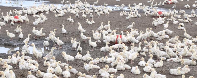 小鹅瘟什么药可以治愈,附小鹅瘟症状