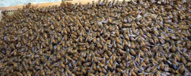 分蜂技巧，怎样解除分蜂热（蜜蜂怎么解除分蜂热）