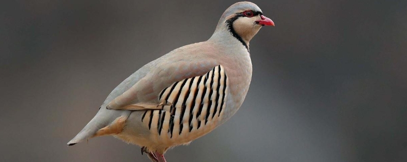 芦丁鸡孵化到第几天啄壳,孵化温度和湿度是多少