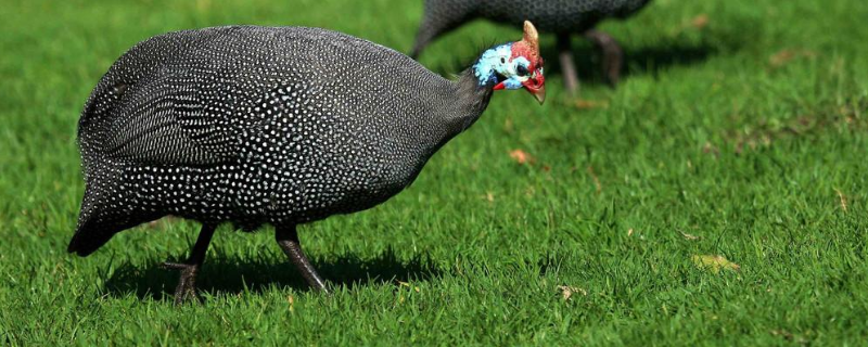 鸡的品种有哪些,广东四大名鸡