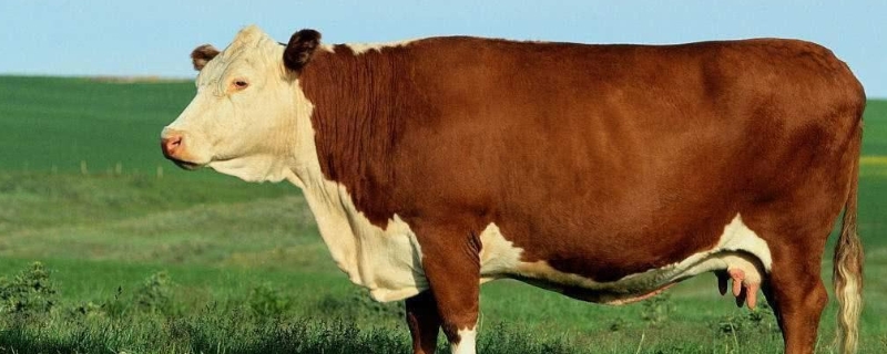 治牛拉稀的土方法是什么，牛吃什么长得快肥得快