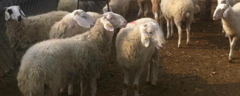 5O斤的公羊能配种吗，怎样骟公羊（5o斤的山羊公羊能配种吗）