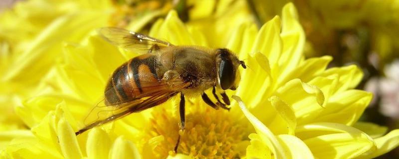 野蜜蜂怎么抓蜂王，什么时候取蜜好 野生蜜蜂怎样抓蜂王