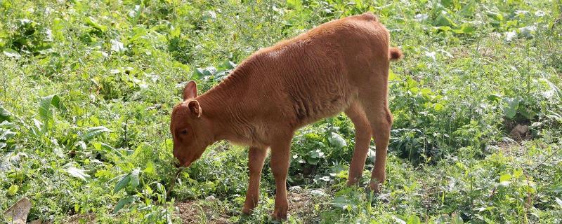 小牛犊吃土怎么治疗,是缺少什么东西