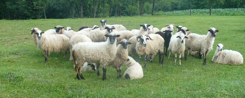 小公羊几个月能配羊 小羊几个月可以配羊