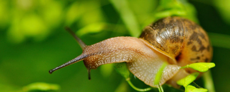 蜗牛生活在哪里 蜗牛生活在哪里?