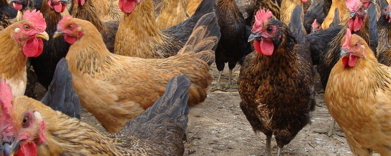 年产蛋300枚的土鸡品种 年产蛋300枚的土鸡品种粉壳蛋鸡的生里特点