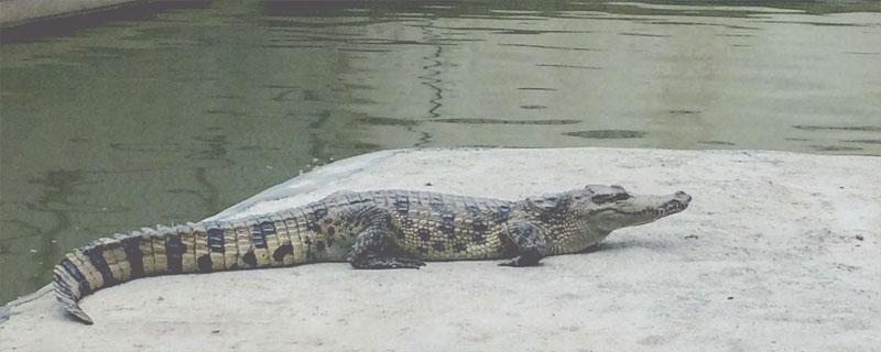 鳄鱼能在水里憋气多久（鳄鱼会淹死吗）