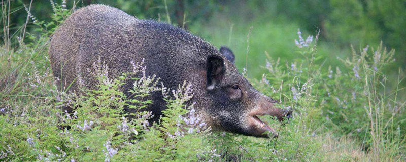 野猪爱吃什么野菜 野猪最爱吃什么食物