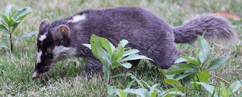 果子狸和猫谁厉害 果子狸是猫吗