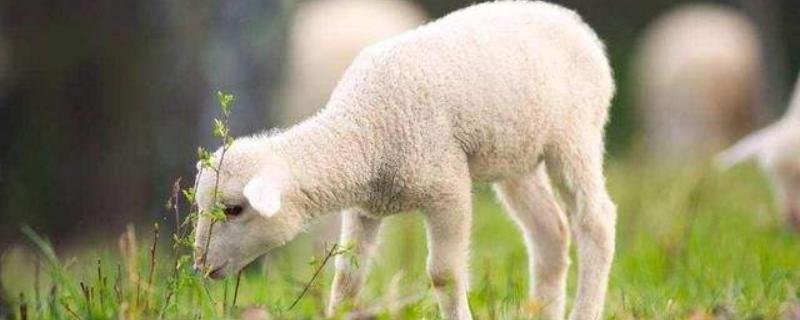土方羊羔瘫软治疗方法,是什么原因 土方大羊羔瘫软治疗方法