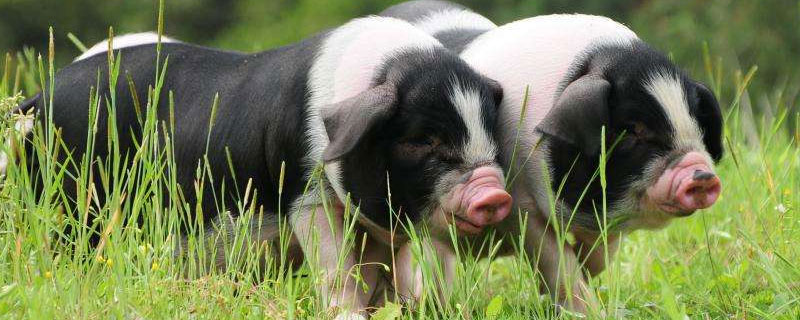 母猪怎样配种产子多 母猪怎样配种才多猪仔