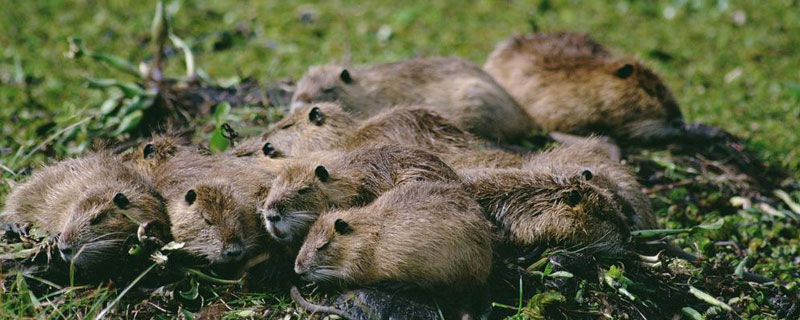海狸鼠每年产多少窝 野生海狸鼠一般多少斤
