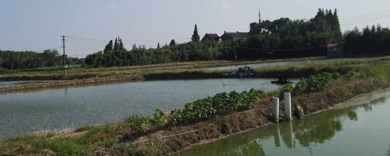 养鱼池塘怎么建（庭院小型养鱼池塘怎么建）