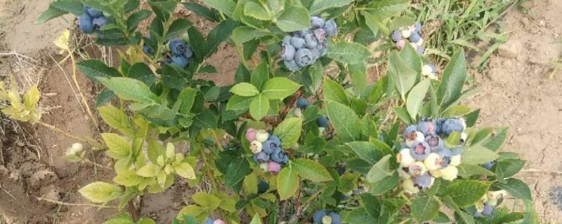 蓝莓树用什么土种植，附种植方法 蓝莓树苗用什么土种植