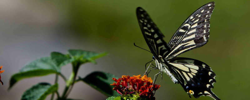 蝴蝶与蛾子的区别是什么 蝴蝶是蛾子的一种吗