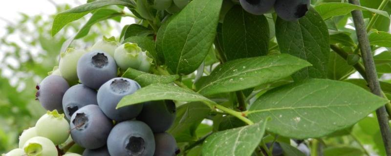 蓝莓的保质期，如何保鲜（蓝莓应该如何保鲜）
