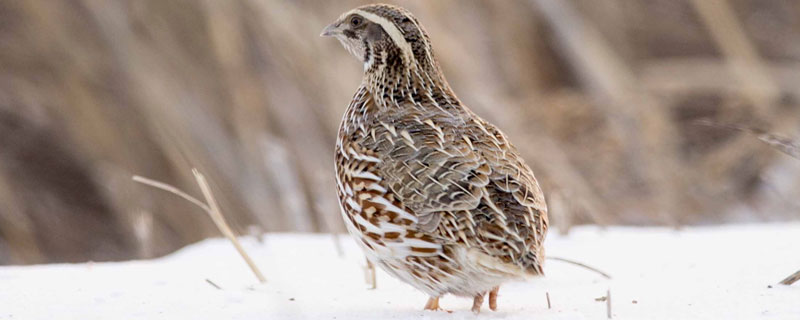 鹌鹑会飞吗(鹌鹑会飞吗能飞多高)