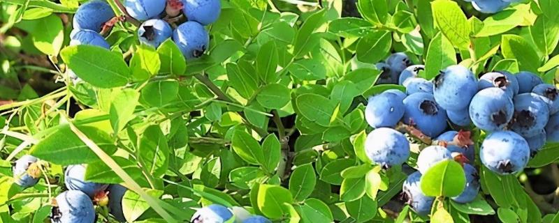 蓝莓的种类 蓝莓的种类有几种